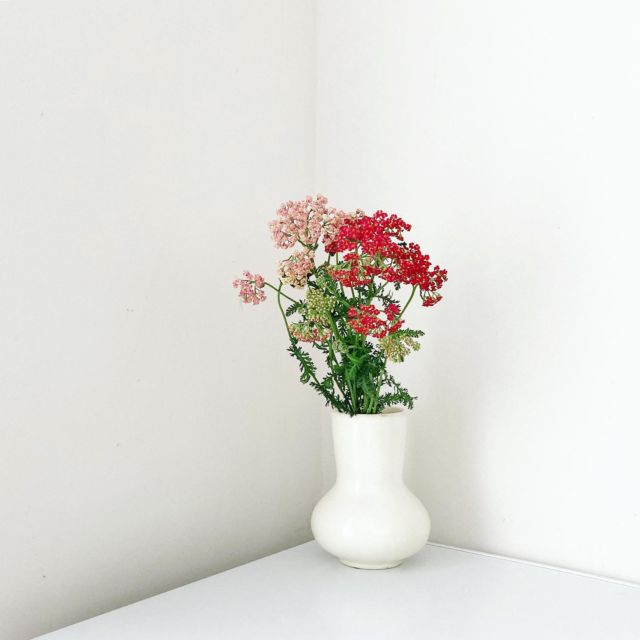 🪷🥀
一昨日、vestitaさんで見つけたアキレア。
かわいい色に惹かれてピンクと赤を選びました。
毎朝らんまんを見ていると花の名前が気になって
ついつい調べてしまいます。( とくに和名 )
万太郎と大窪さん、新種発見よかったね！
#ノコギリソウ

:

Flower vase / Awabi ware
size：Φ7.5cm × h18.5cm 
weight：760g